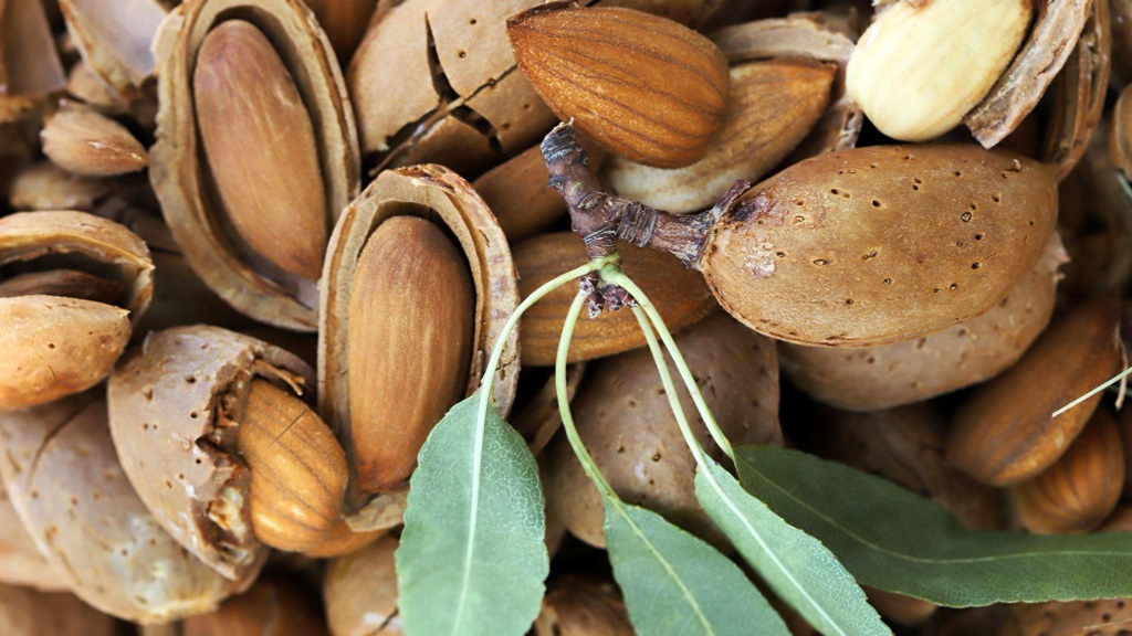 Generandi lidera un innovador proyecto para la valorización de residuos de la almendra